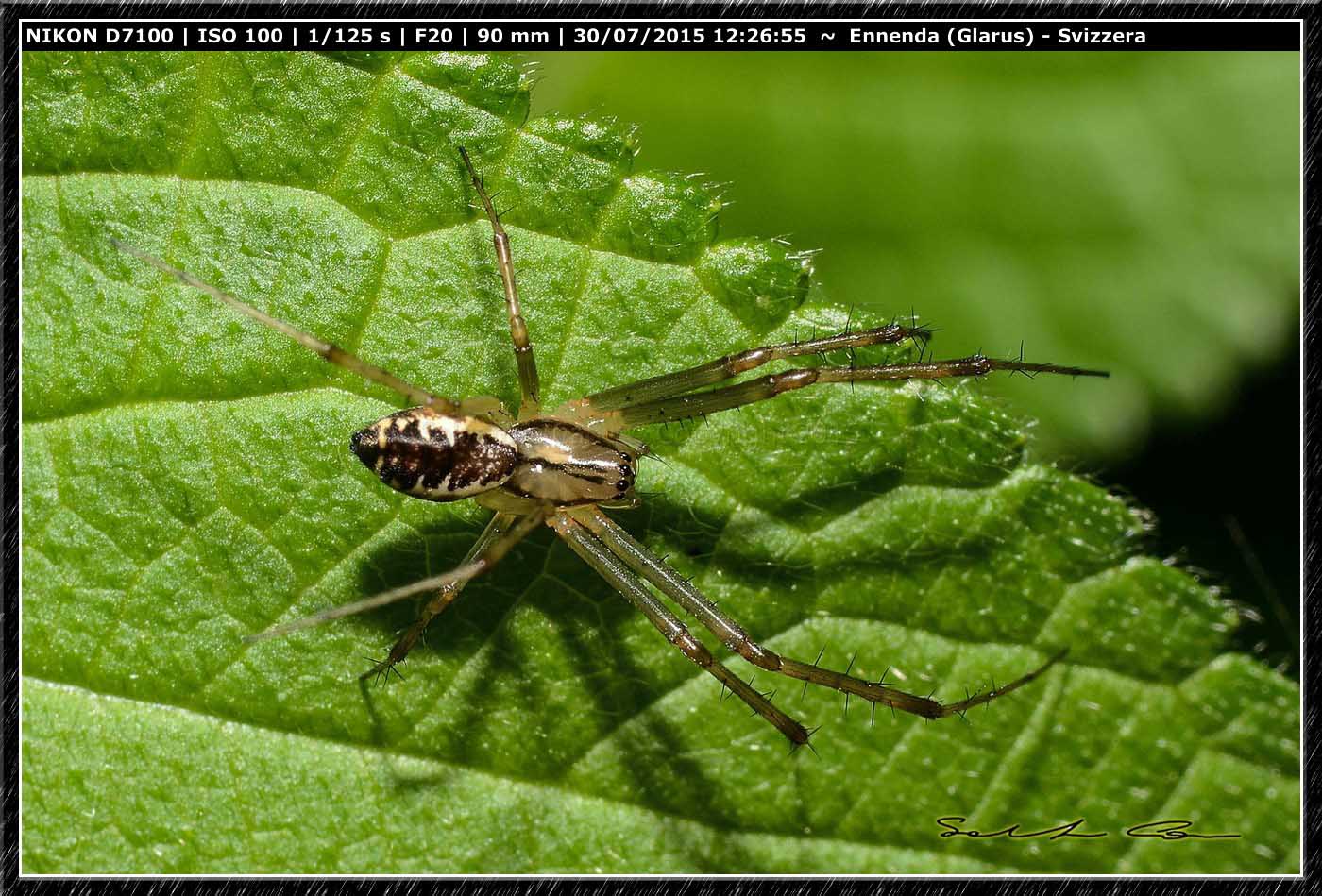 Linyphia triangularis - Enneda (Svizzera)